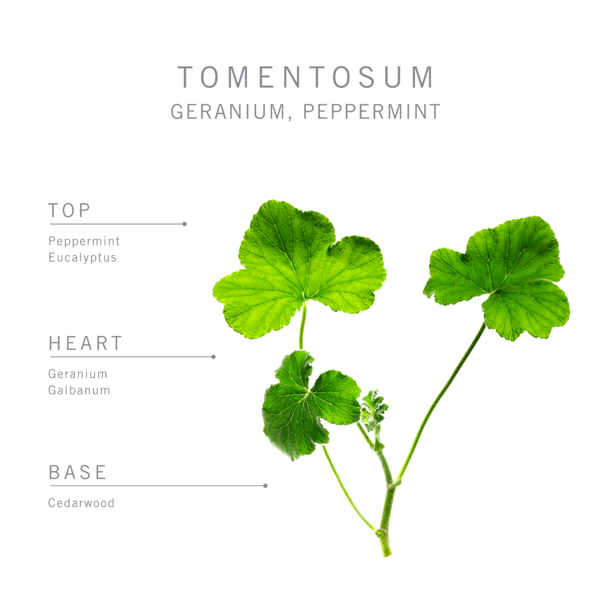 173-bamford-tomentosum-geranium-candle–1.webp