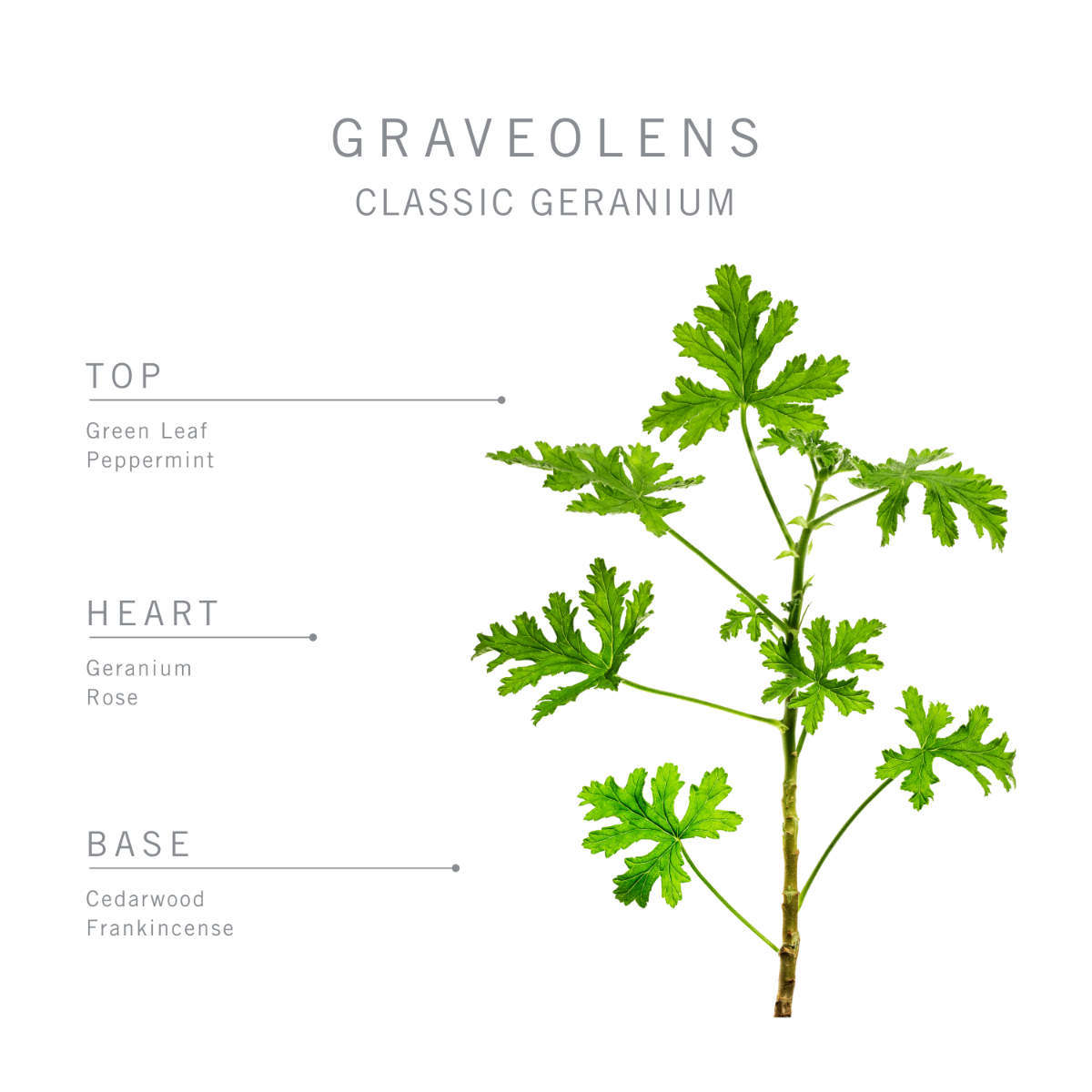 178-bamford-graveolens-geranium-candle–1.webp