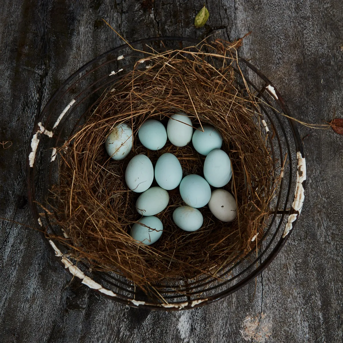 Cotswold Blue Legbar Eggs 6 Pack