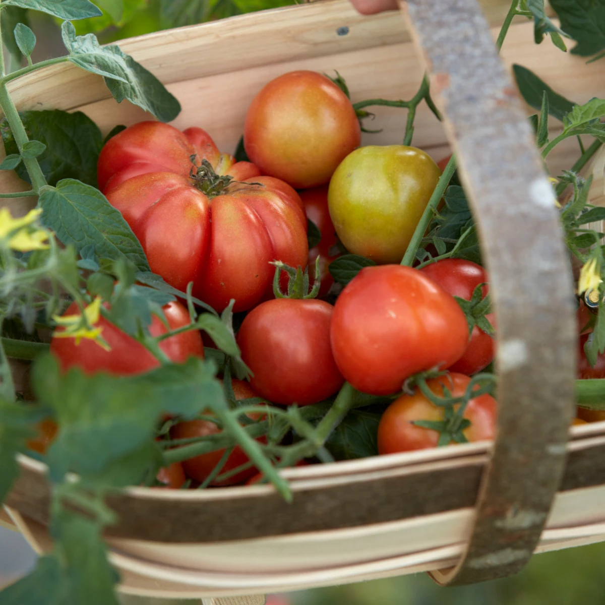 Market Garden Heritage Tomato Punnet